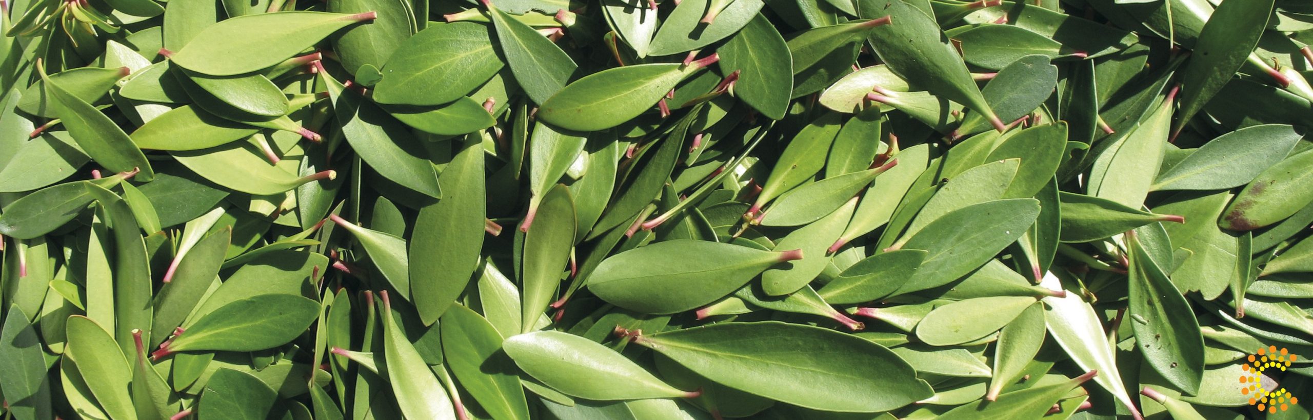 Lemon Myrtle Leaves | Creative Native Foods