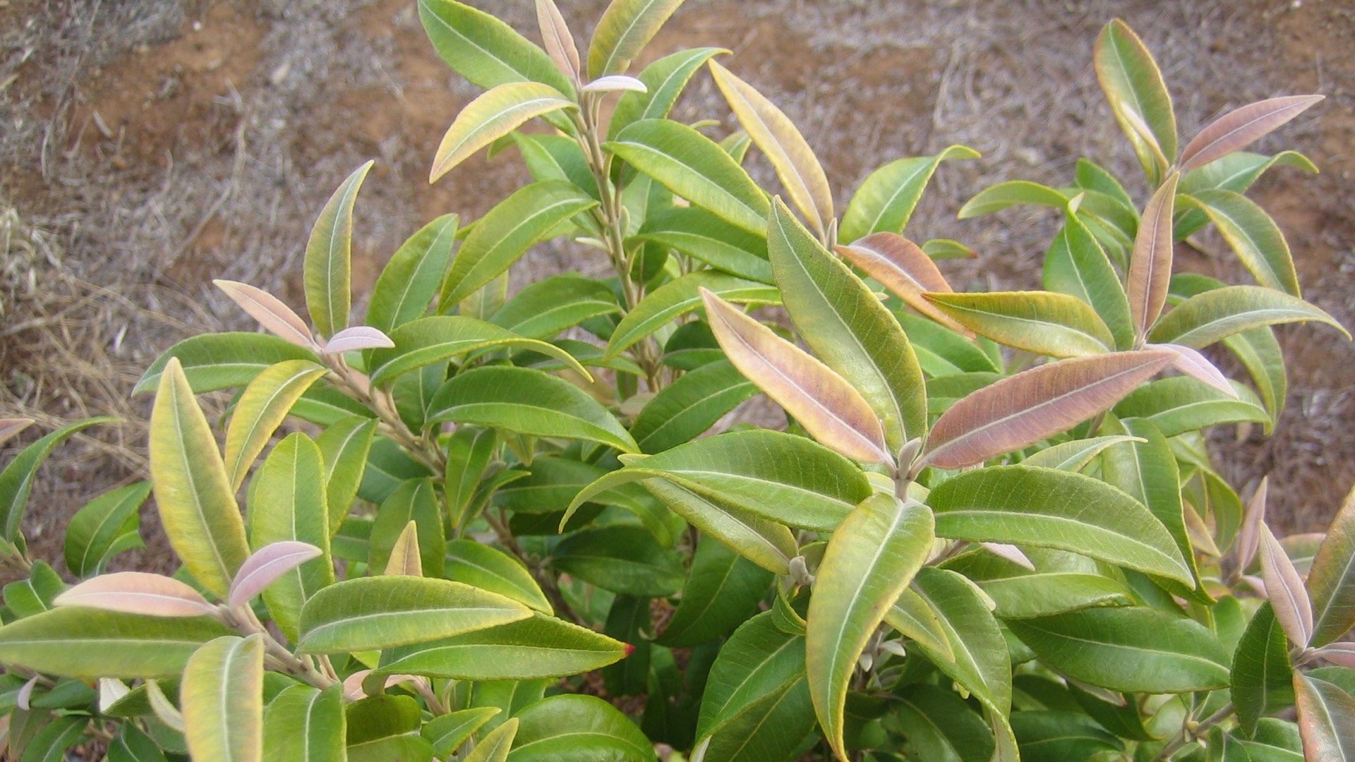 Lemon Myrtle 2 Creative Native Foods lemon-myrtle-2-creative-native-foods