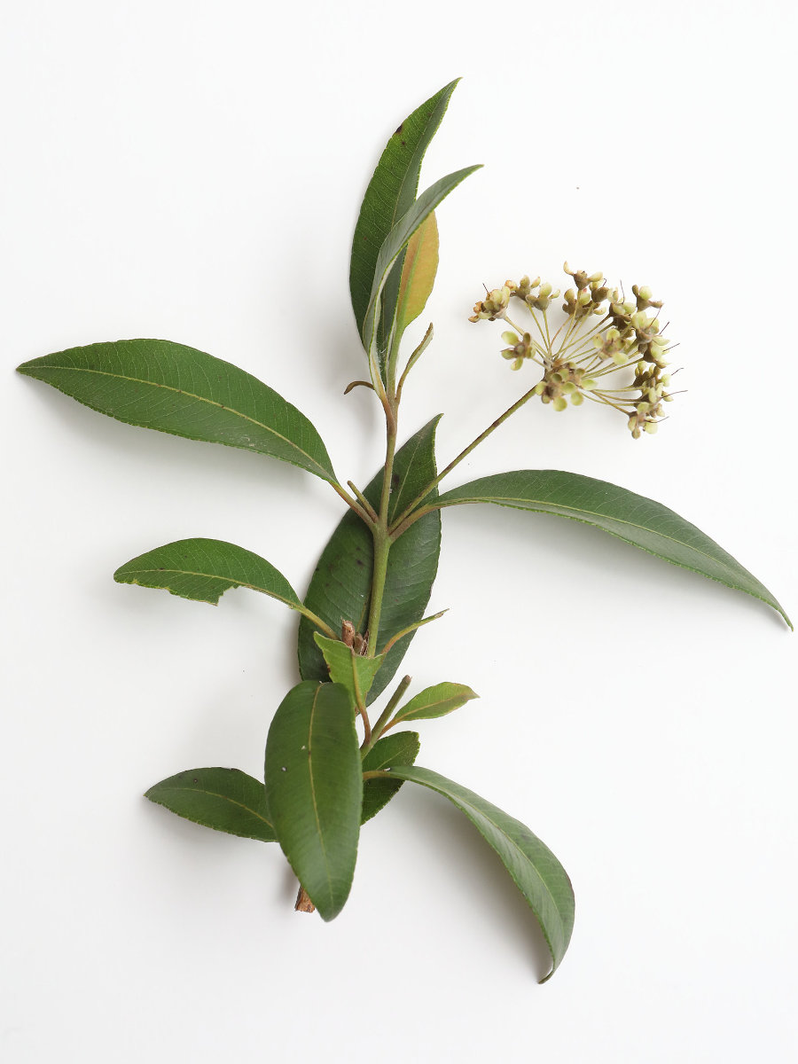 Lemon Myrtle Leaf And Flower Creative Native Foods