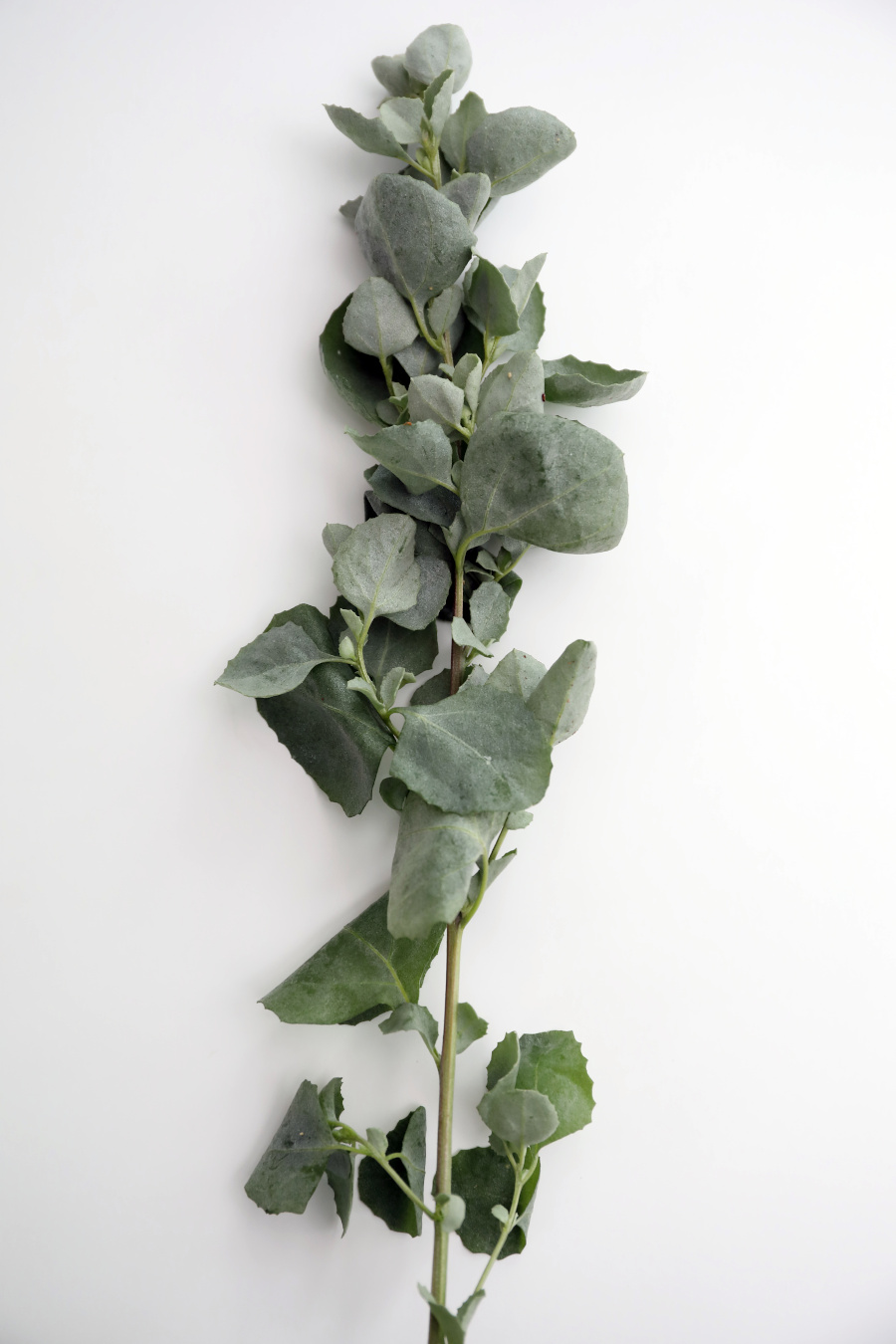 saltbush-fresh-dried-creative-native-foods