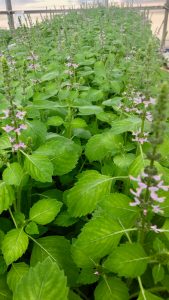 Wild Basil