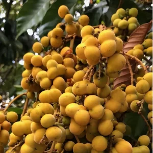 Native Tamarind on Tree