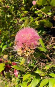 Rainforest Cherry flower