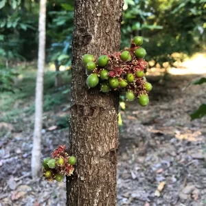 Davidson Plum on Tree